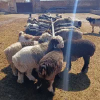 بره وکهره|حیوانات مزرعه|مرودشت, ده بید|دیوار