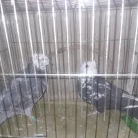 پرنده|پرنده|رفسنجان, |دیوار