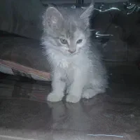 واگذاری بچه گربه|گربه|اصفهان, خانه اصفهان|دیوار