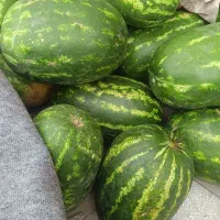 هندوانه تازه