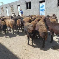 فورش|حیوانات مزرعه|زنجانرود, |دیوار