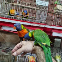 لریکیت رد کالر جوجه شش ماهه تا جفتهای مولد|پرنده|اصفهان, حسینآباد|دیوار