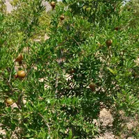 فروش باغ ثمری سیوند|فروش زمین و ملک کلنگی|مرودشت, مسجد رسول‎|دیوار