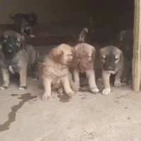 توله سرابی|سگ|میلاجرد, |دیوار