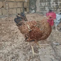 خروس سالم و جوان