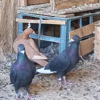 تعدادی کبوتر