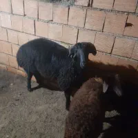 نر شیشکی تخمی|حیوانات مزرعه|خان ببین, |دیوار