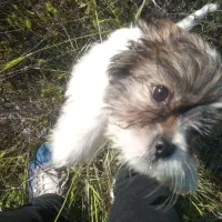 سگ شیتزو نر ۷ ماهه شناسنامه دارد واکسن خورده|سگ|شیراز, آبیاری|دیوار