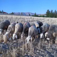 میش بختیاری