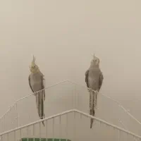 دوتا عروس هلندی نر و رام و دستی