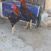 خروس لاری اصیل نصل دار