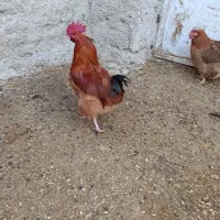 خروس جوان|حیوانات مزرعه|درگزین, |دیوار