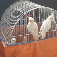 تعداد ۵عددپرنده عروس هلندی فروشی