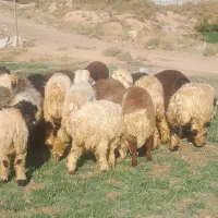 بره و بزغاله ریز باب پروار و کشتار