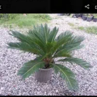 گل سیکاس ، یوکا گلدانی ، کاج لاوسون زمینی