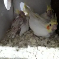 جوجه عروس سرلاکی و دونخور|پرنده|برازجان, |دیوار
