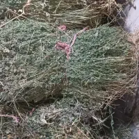 یونجه درجه 1
