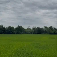 شالیزار-برنج