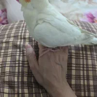 عروس هلندی|پرنده|تهران, حشمتیه|دیوار