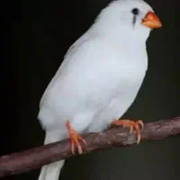 فنچ جفتی ۳۰۰|پرنده|تهران, نبی اکرم|دیوار