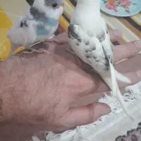 فونیکس|پرنده|رشت, استقامت ۲|دیوار