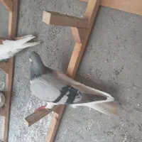 چپ کبوت ماده