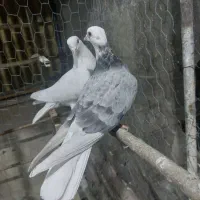 کفتر کبوتر پرشی|پرنده|ری, فیروزآبادی|دیوار