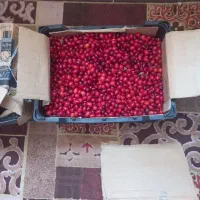زغال اخته کلیبر|خوردنی و آشامیدنی|تهران, خاک سفید|دیوار