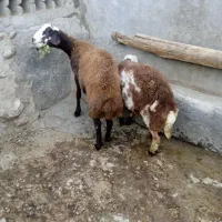 دوتا بره نر سالم