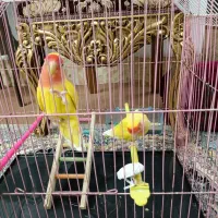 جفت کوتوله نر و ماده|پرنده|زابل, |دیوار