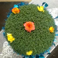 سبزه عروسکی طبیعی