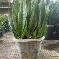 سانسوریا انواع گل وگیاه اپارتمانی|گل و گیاه طبیعی|تهران, مشیریه|دیوار