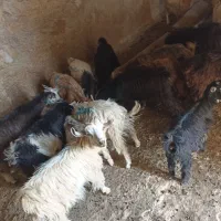 بیست راس کهره ماده