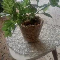 برگ انجیری پنجه گربه ایی