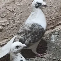 سه تا گفتی جفتی