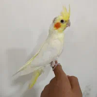 جوجه عروس هلندی