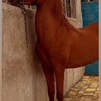 پانسیون و خرید و فروش اسب