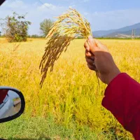 برنج فجر و دم سیاه  درجه یک ایرانی محصول خودمونه