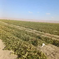 اجاره زمین کشاورزی آبی