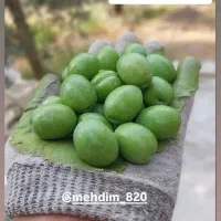 زیتون شکسته کنسروی و حدود یک تن روغن در کارخونه