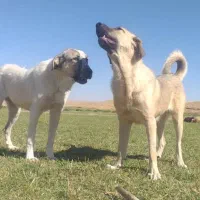 پژدر ۹ماهه|سگ|قروه, |دیوار