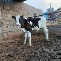 گوساله نر|حیوانات مزرعه|پائین جام, |دیوار