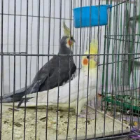 عروس هلندی