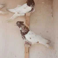 کله سرخ