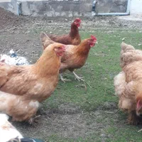 فروش مرغ امپراتور