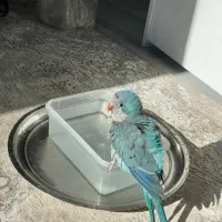 طوطی راهب نر بالغ