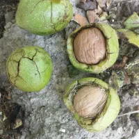 گردو کاغذی درجه یک