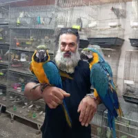 مجموعه کامل از انواع طوطی سانان