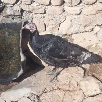 بوقلمون ماده با تخم