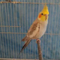 یک جفت عروس هلندی